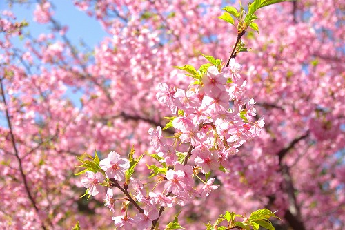 IMGP6757.jpg (77213 バイト)