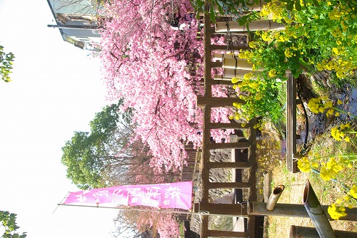 IMGP6759.jpg (97012 バイト)