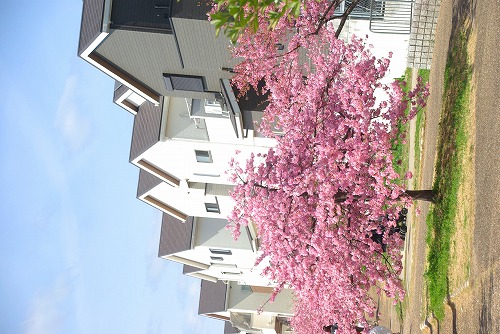 IMGP6770.jpg (79258 バイト)