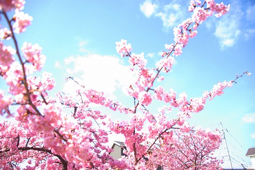 IMGP6772.jpg (75152 �o�C�g)