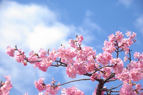 IMGP6774.jpg (59041 �o�C�g)