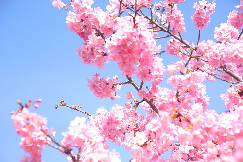 IMGP6775.jpg (73868 バイト)