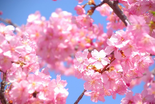 IMGP6776.jpg (60438 バイト)