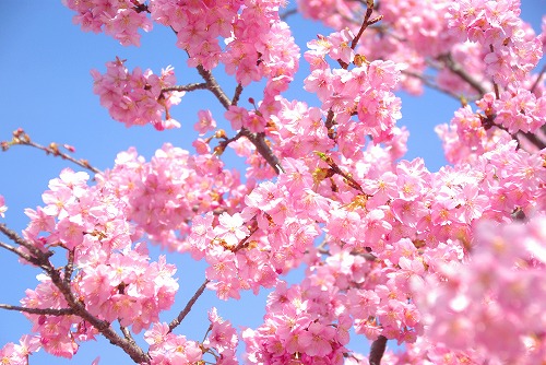 IMGP6778.jpg (87534 バイト)