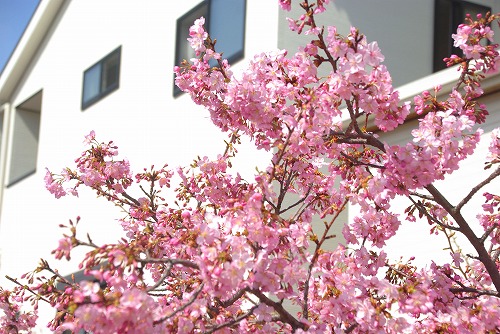 IMGP6779.jpg (93534 バイト)