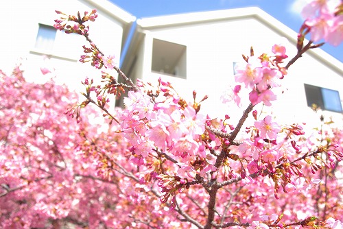 IMGP6783.jpg (82085 バイト)