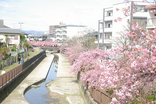 IMGP6788.jpg (85720 バイト)