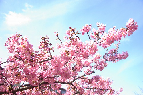 IMGP6790.jpg (79964 バイト)