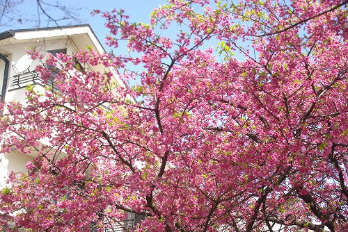 IMGP6798.jpg (134534 バイト)