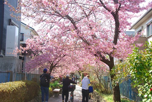 IMGP6806.jpg (118574 �o�C�g)