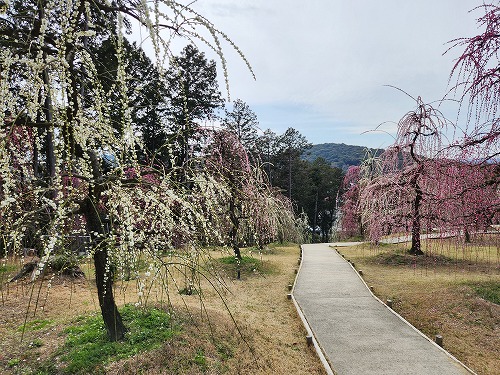 20260309_115257.jpg (121850 �o�C�g)