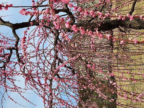 20260309_120435.jpg (152853 �o�C�g)