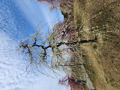 20260309_120440.jpg (116088 �o�C�g)