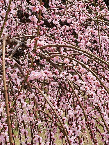 20260309_120908.jpg (156525 �o�C�g)