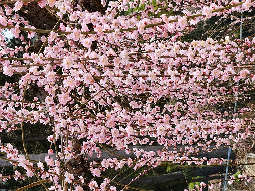 20260309_120911.jpg (149333 �o�C�g)