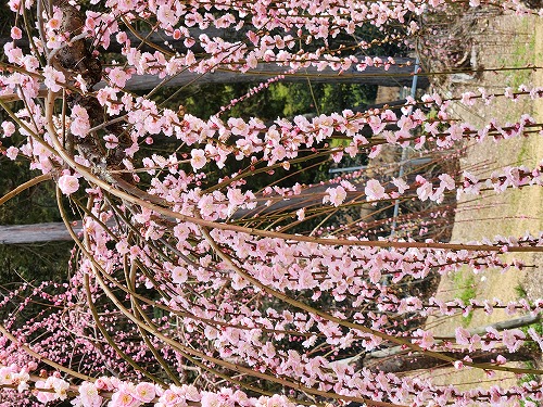 20260309_120914.jpg (146153 �o�C�g)