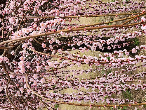 20260309_120925.jpg (154430 �o�C�g)