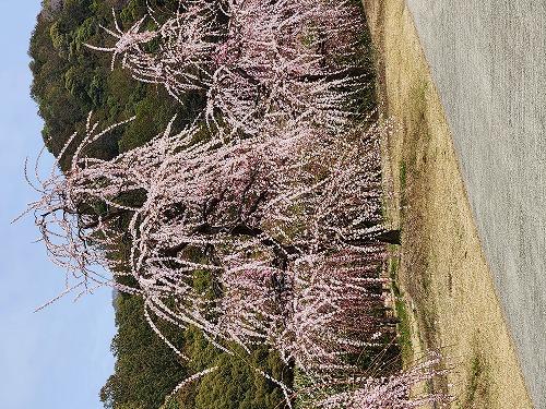 20260309_123342.jpg (129459 �o�C�g)