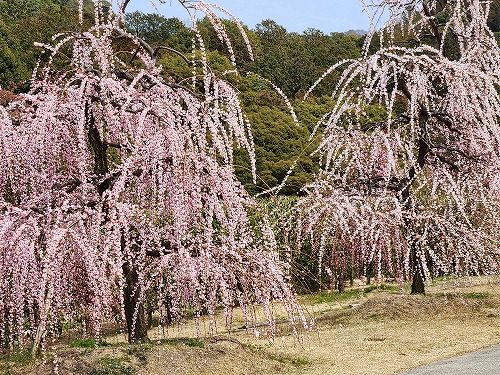 20260309_123349.jpg (157425 �o�C�g)