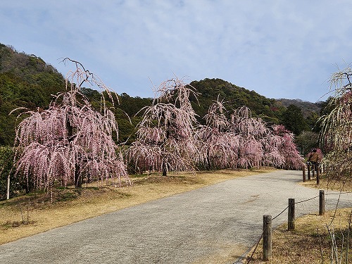 20260309_123353.jpg (98883 �o�C�g)