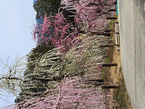 20260309_123447.jpg (132968 �o�C�g)