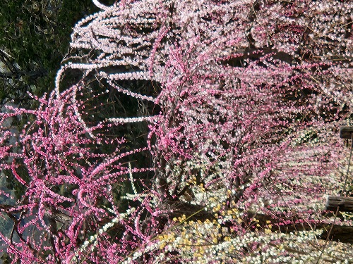 20260309_123531.jpg (140580 �o�C�g)