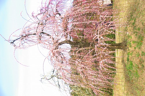 IMGP6822.jpg (97250 �o�C�g)