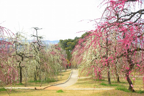 IMGP6825.jpg (94954 �o�C�g)