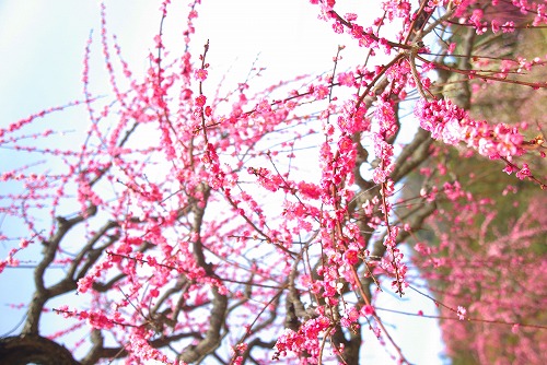 IMGP6831.jpg (90186 �o�C�g)