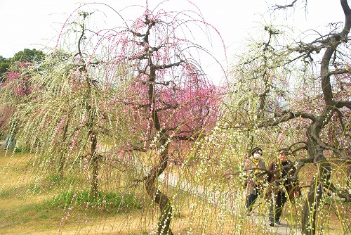 IMGP6843.jpg (114418 �o�C�g)