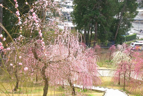 IMGP6844.jpg (114394 �o�C�g)