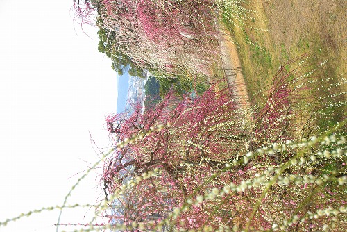 IMGP6847.jpg (90433 �o�C�g)