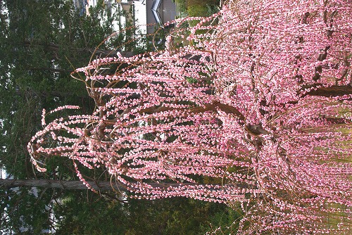 IMGP6849.jpg (124966 �o�C�g)