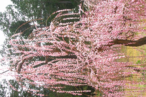 IMGP6850.jpg (132835 �o�C�g)