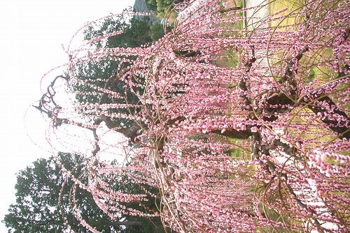 IMGP6859.jpg (116467 �o�C�g)