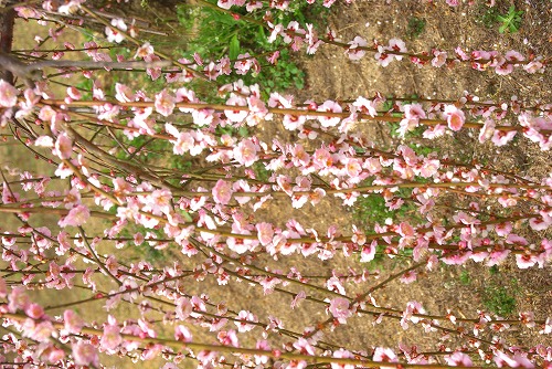 IMGP6898.jpg (114945 �o�C�g)