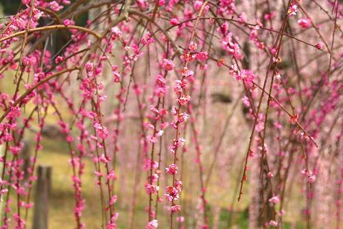 IMGP6907.jpg (74966 �o�C�g)