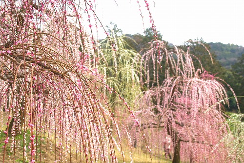 IMGP6909.jpg (106542 �o�C�g)