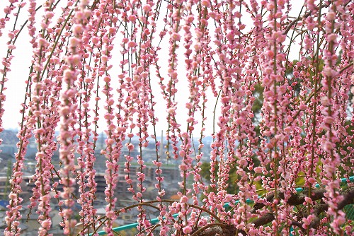 IMGP6920.jpg (126635 �o�C�g)