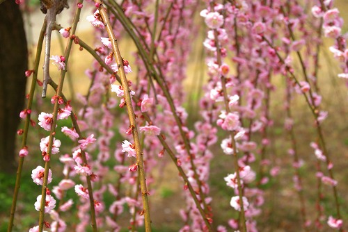 IMGP6921.jpg (63591 �o�C�g)