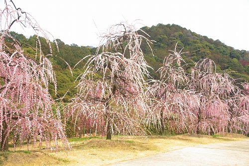 IMGP6930.jpg (102123 �o�C�g)