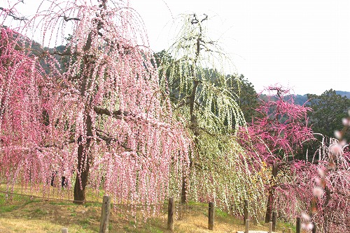 IMGP6933.jpg (109288 �o�C�g)