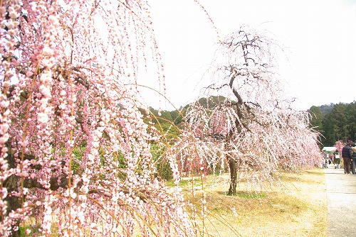 IMGP6936.jpg (104666 �o�C�g)