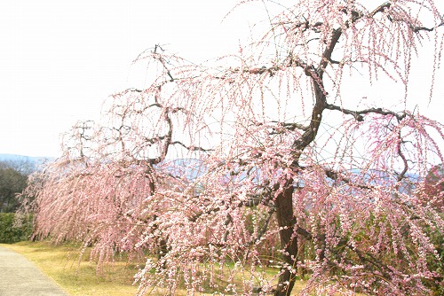 IMGP6946.jpg (95549 �o�C�g)