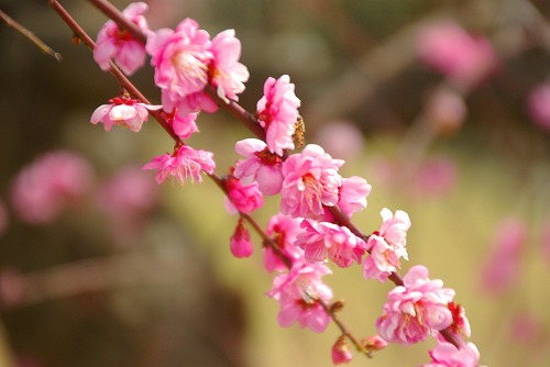 IMGP6964.jpg (40564 �o�C�g)